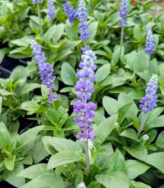 Salvia farinacea 'Sallyfun Deep Ocean'